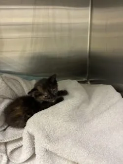 A baby small-sized female Domestic Short Hair cat named A for adoption in Stockton, CA