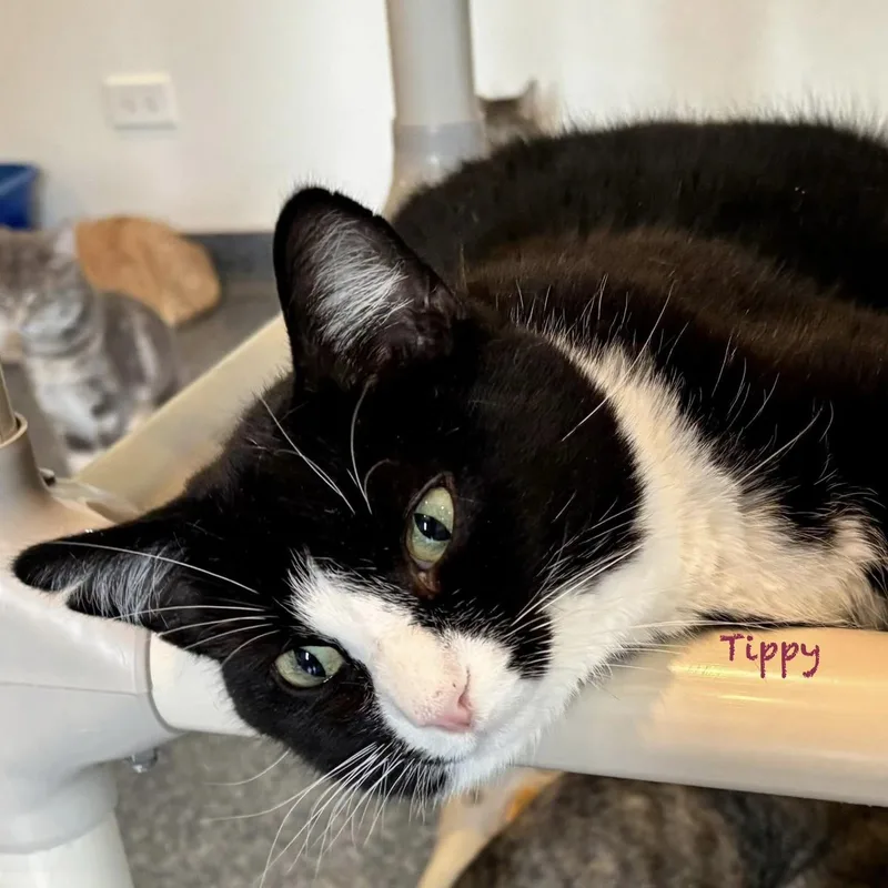 Tippy