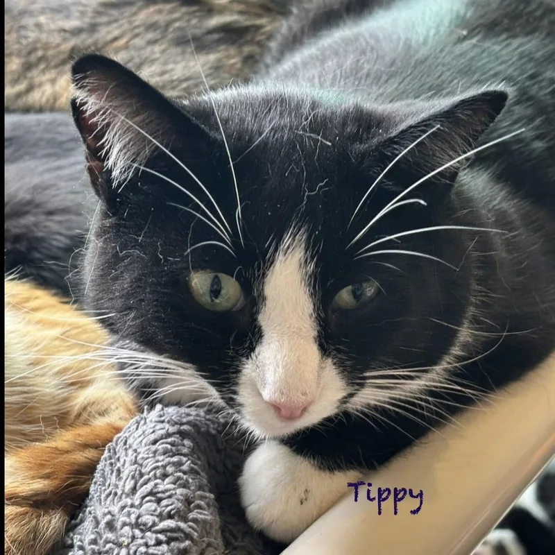 Tippy thumbnail 2