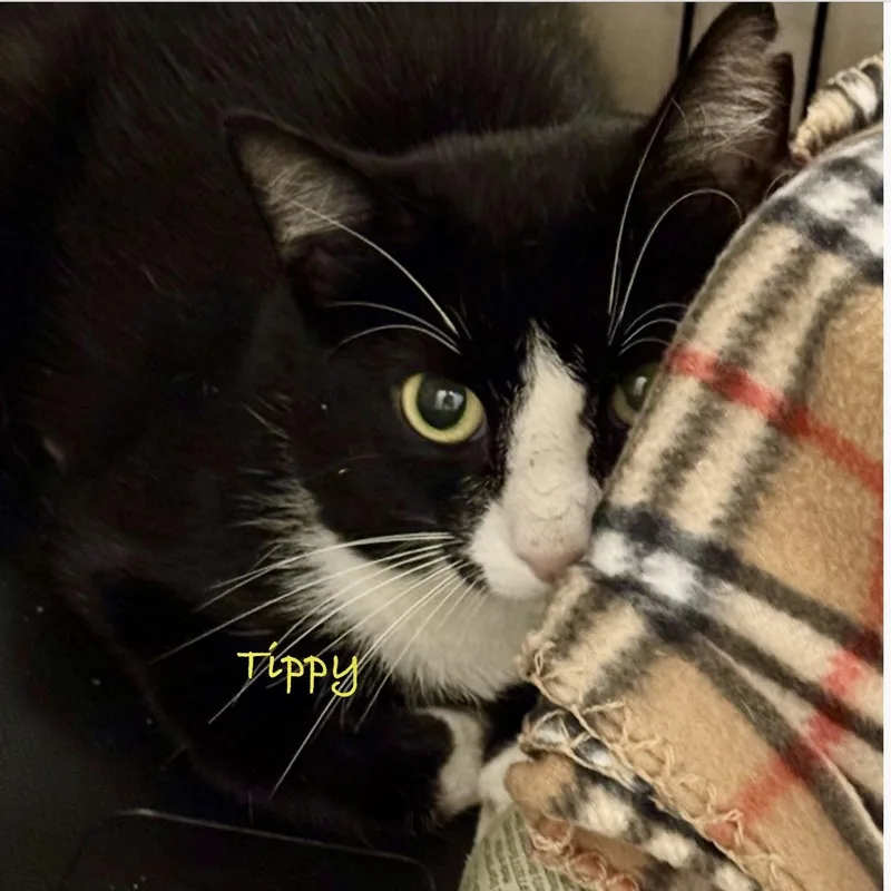 Tippy thumbnail 3