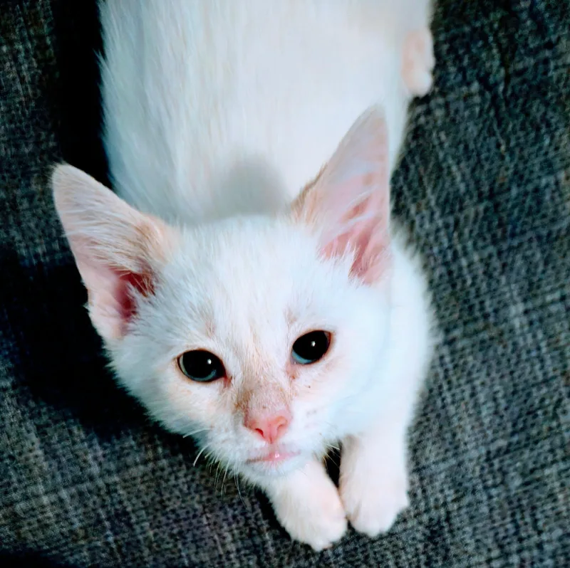 Frankie thumbnail 2