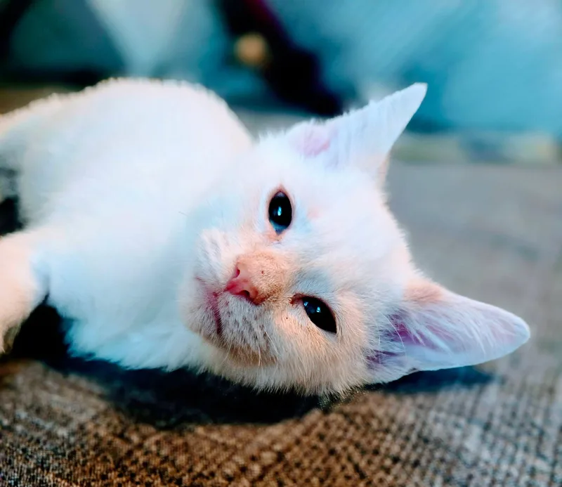 Frankie thumbnail 3