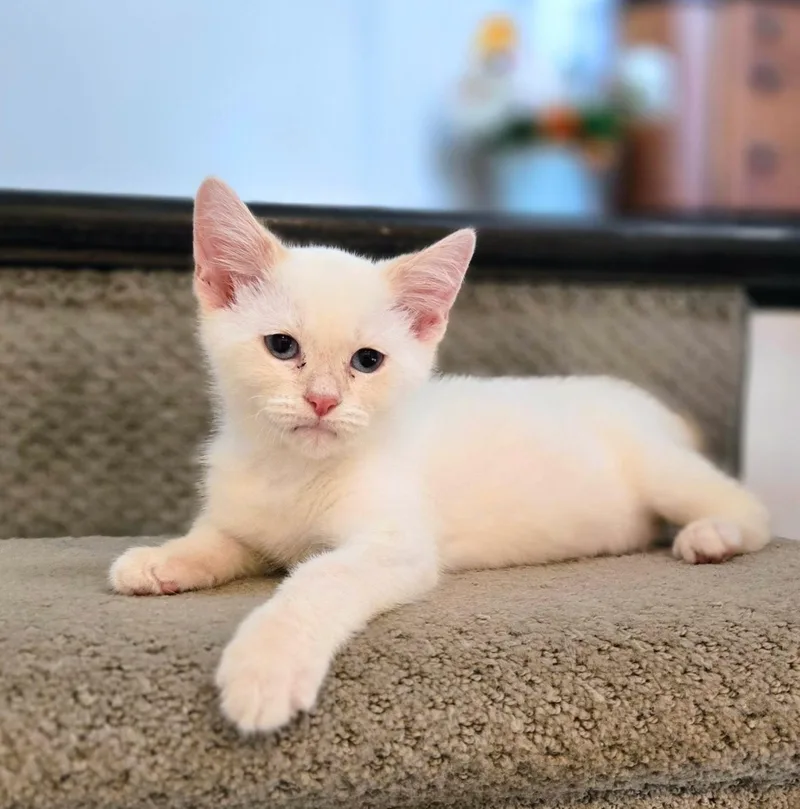 Frankie thumbnail 6
