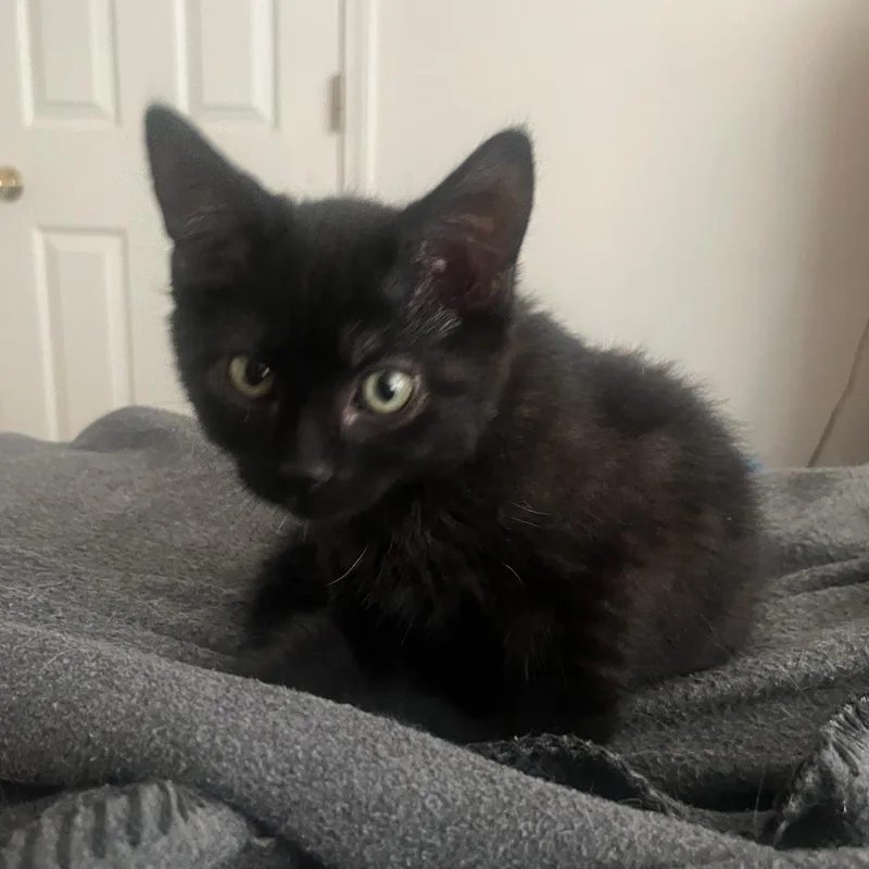 A baby small-sized female Black Domestic Short Hair cat named Cookie for adoption in Portland, OR