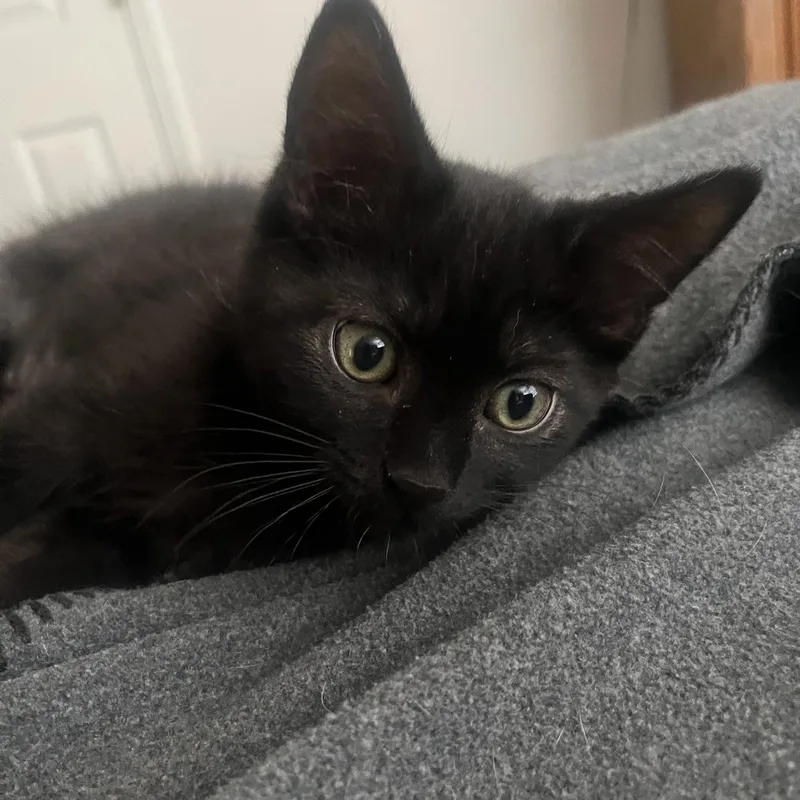 Cookie thumbnail 4