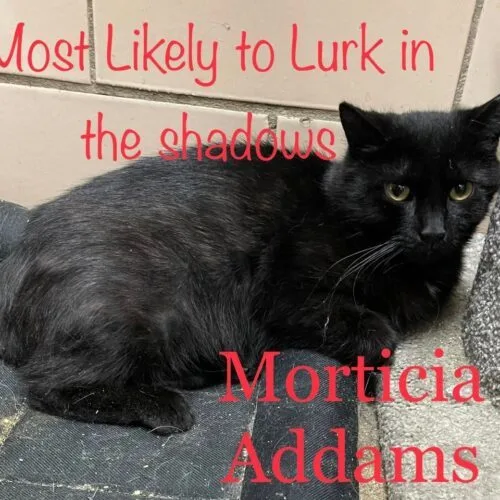 Morticia thumbnail 4