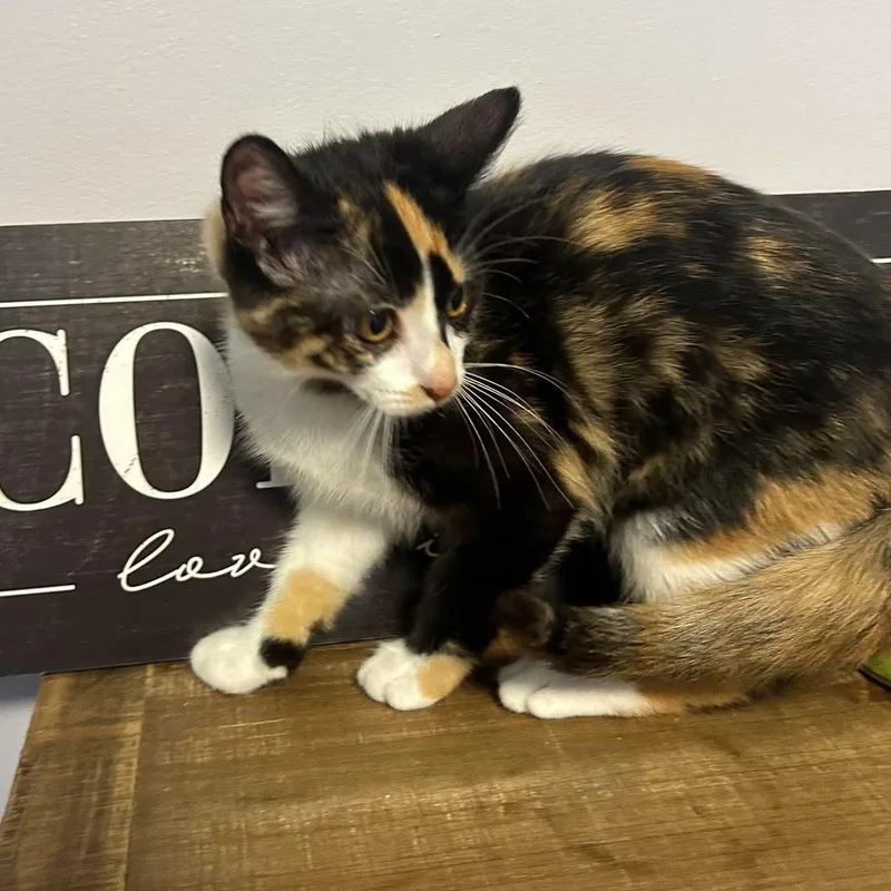 A baby small-sized female Tortoiseshell Domestic Short Hair cat named Maple for adoption in Kent, OH