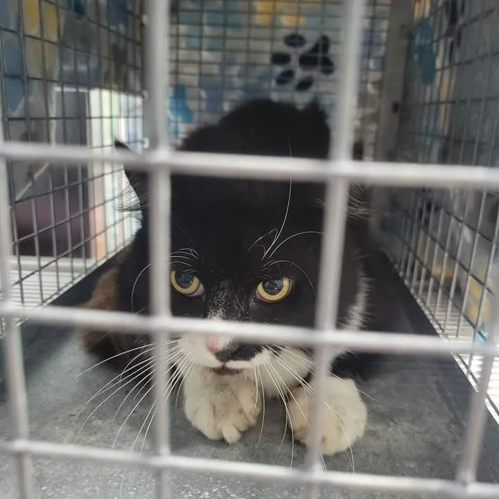 An adult large-sized male Black Domestic Short Hair cat named Bacstray for adoption in Beaumont, TX