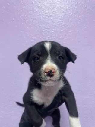 A baby small-sized female Black Mixed Breed dog named Esmeralda for adoption in El Paso, TX