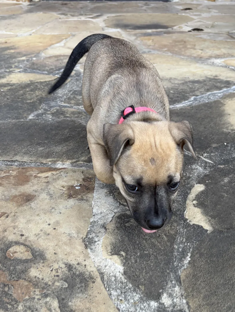 A baby medium-sized female Black Pit Bull Terrier dog named Sienna for adoption in Mansfield, TX