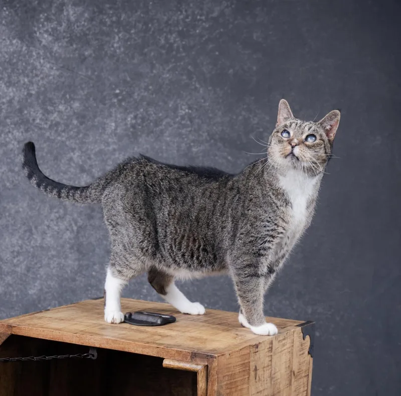 A senior medium-sized male Domestic Short Hair cat named Junior for adoption in Lincoln, CA