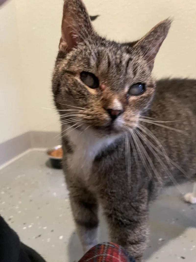 Junior thumbnail 4
