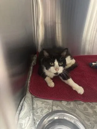An adult medium-sized male Domestic Short Hair cat named Ziggy for adoption in Westland, MI
