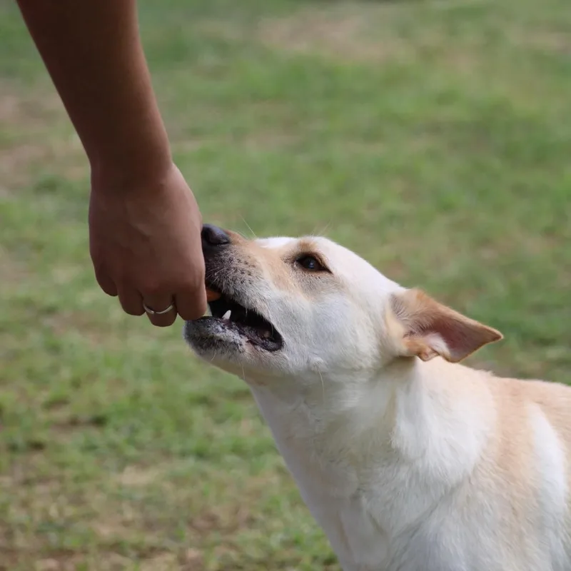 Salvador thumbnail 5