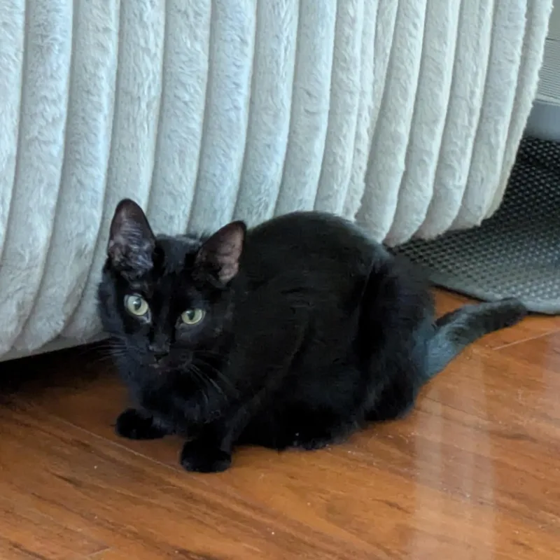 A young medium-sized female Black Domestic Short Hair cat named Midnight for adoption in Farmington, MN