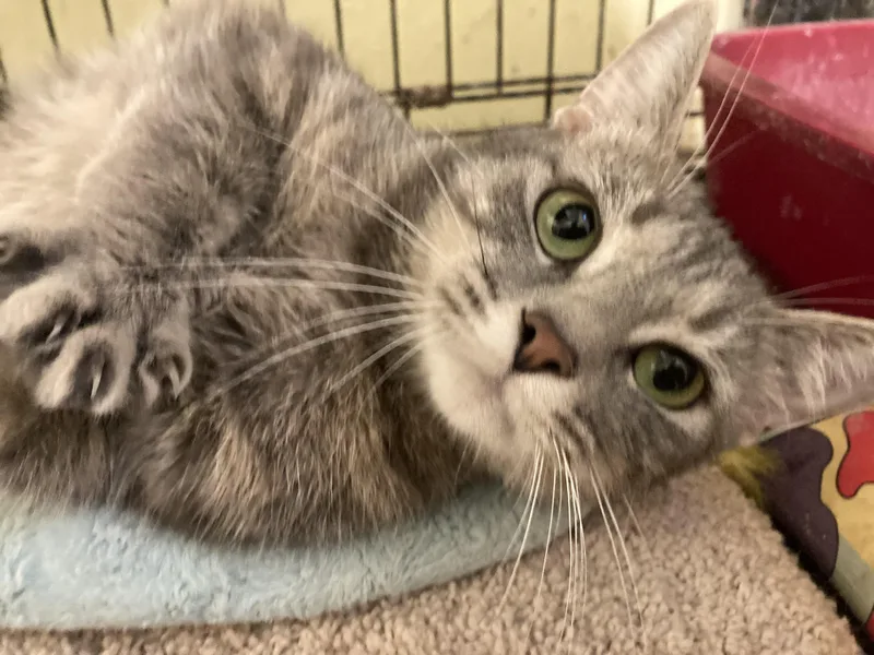 Whispurr thumbnail 2