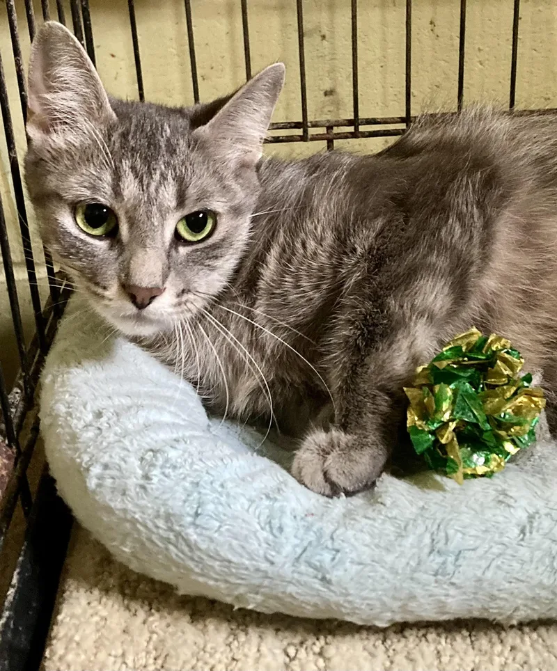 Whispurr thumbnail 3