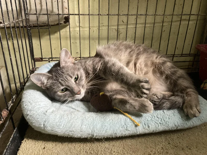 Whispurr thumbnail 4