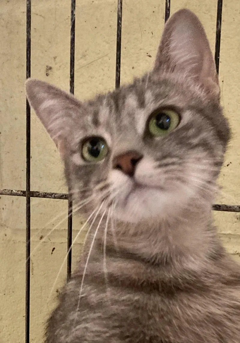 Whispurr thumbnail 5