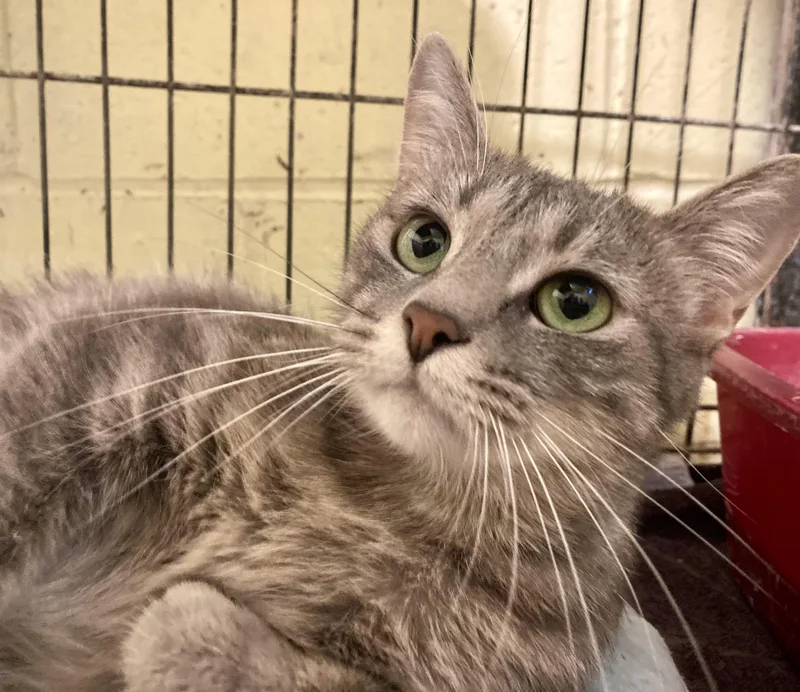 Whispurr thumbnail 6