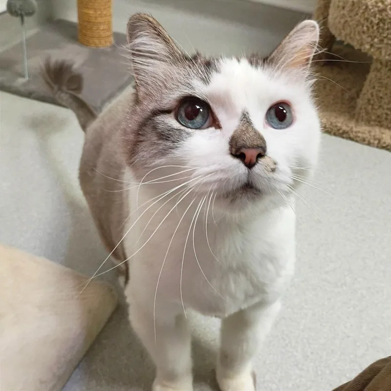 A senior large-sized male Domestic Short Hair cat named Mars for adoption in Murray, UT