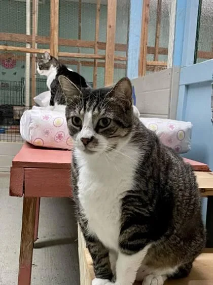 Mischeif thumbnail 3