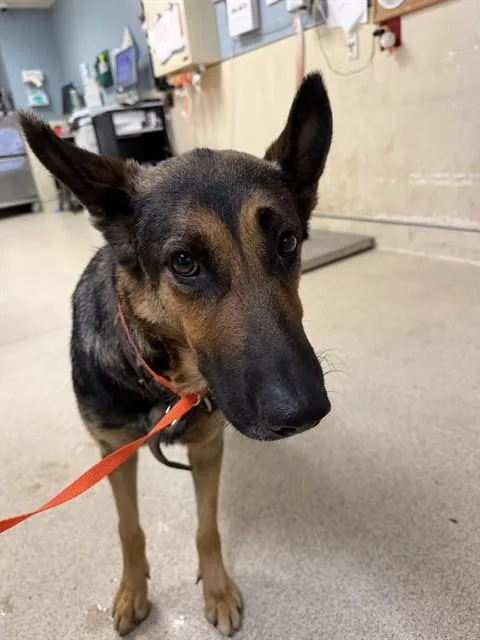 An adult large-sized female German Shepherd Dog dog named Yuma for adoption in Riverside, CA