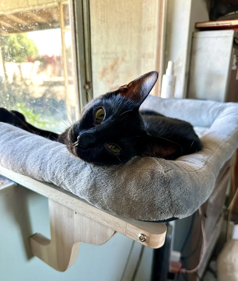 A young medium-sized male Black Bombay cat named Marty for adoption in Mission Viejo, CA