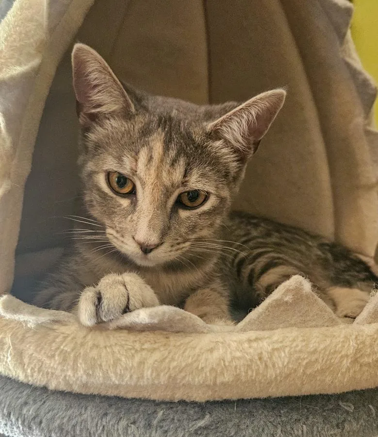 A baby medium-sized female Tabby (Brown / Chocolate) Domestic Short Hair cat named Jude for adoption in Englewood, NJ
