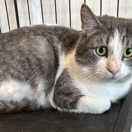 A young medium-sized male Domestic Short Hair cat named Handsome Hansel McClawnald for adoption in Tipp City, OH