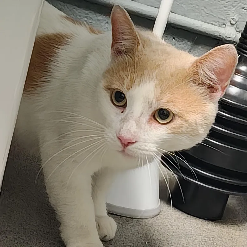 An adult large-sized male Domestic Short Hair cat named Creamsicle for adoption in Allentown, PA