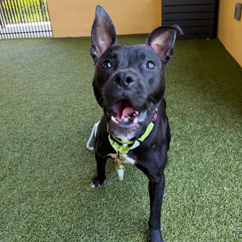 An adult medium-sized female Black Mixed Breed dog named Lulu for adoption in West Palm Beach, FL