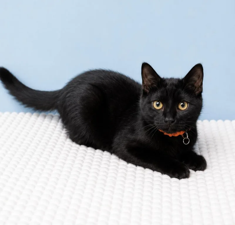 A baby small-sized male Black Domestic Short Hair cat named Garbanzo for adoption in Homer Glen, IL