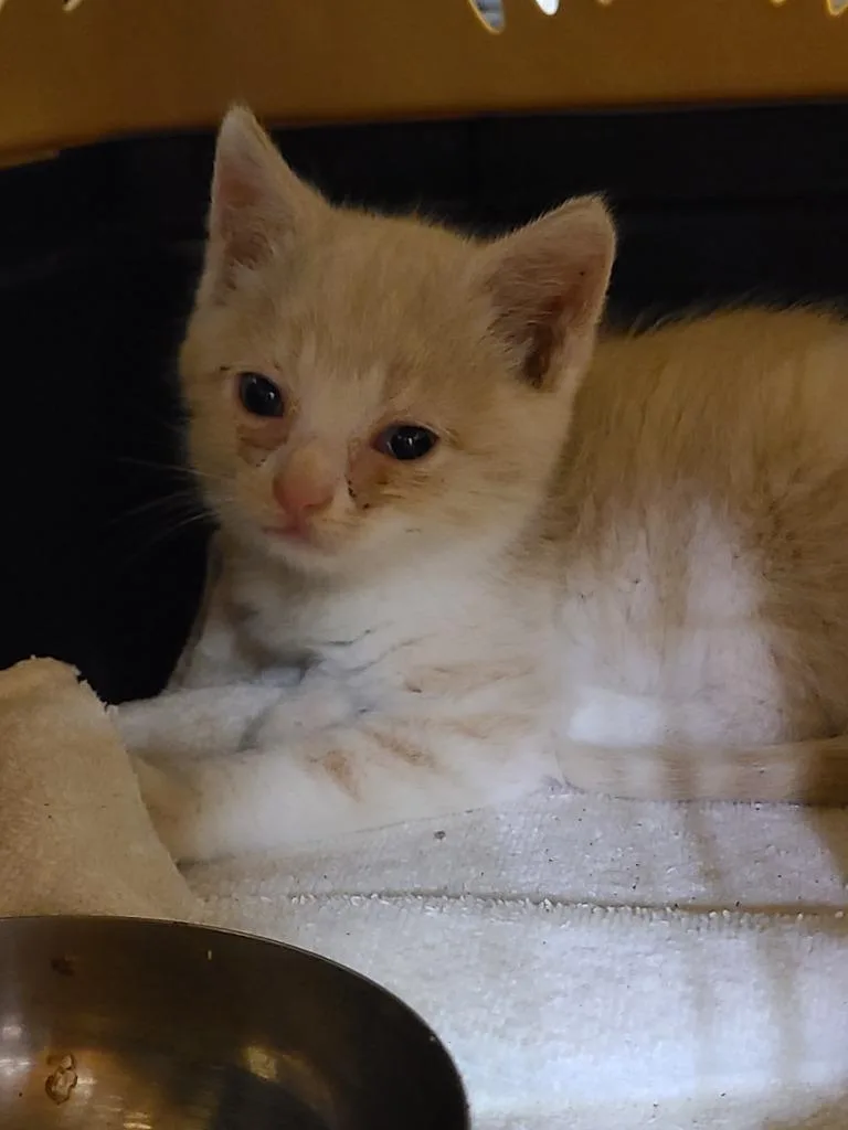 A baby medium-sized male Domestic Short Hair cat named Thistle for adoption in Portland, IN