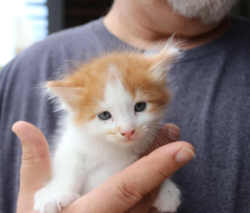A baby medium-sized male Orange & White Domestic Short Hair cat named Morris for adoption in Pflugerville, TX