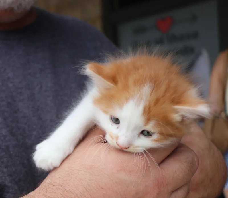 Morris thumbnail 2
