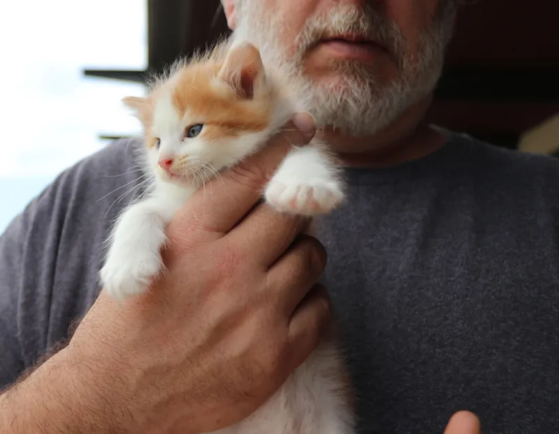 Morris thumbnail 3