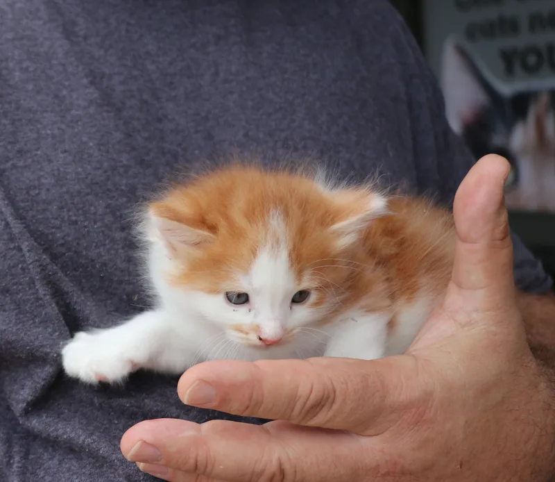 Morris thumbnail 4