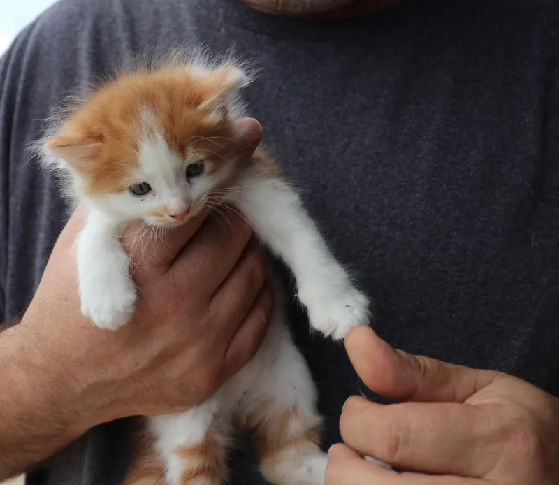 Morris thumbnail 5