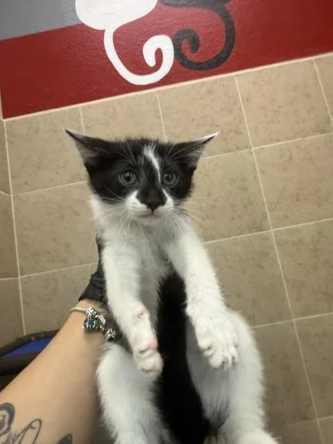 A young medium-sized female White Domestic Short Hair cat named Faith for adoption in Hobbs, NM