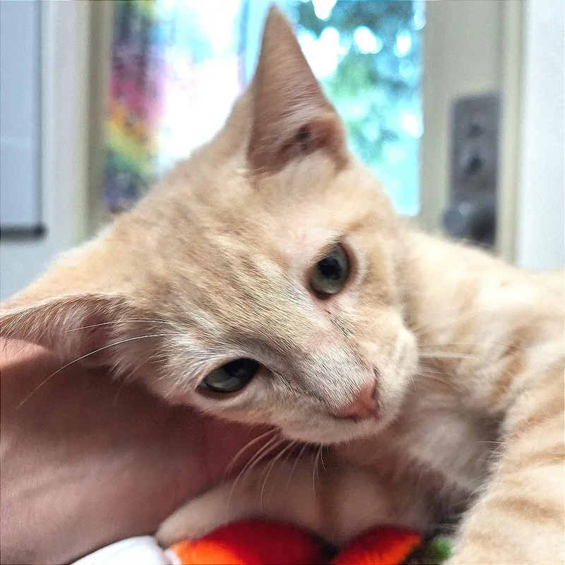 A baby small-sized male Domestic Medium Hair cat named Sinclair for adoption in Albert Lea, MN