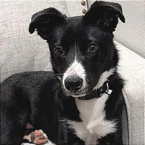 A young medium-sized male Black Border Collie dog named Odie D for adoption in Minnetonka, MN
