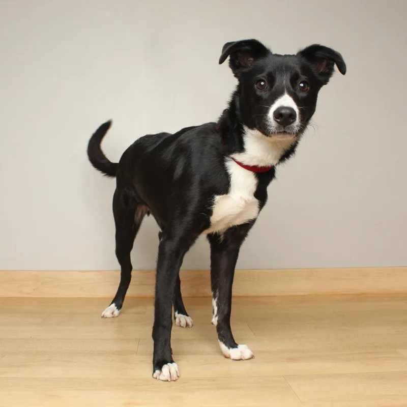 Odie D thumbnail 2
