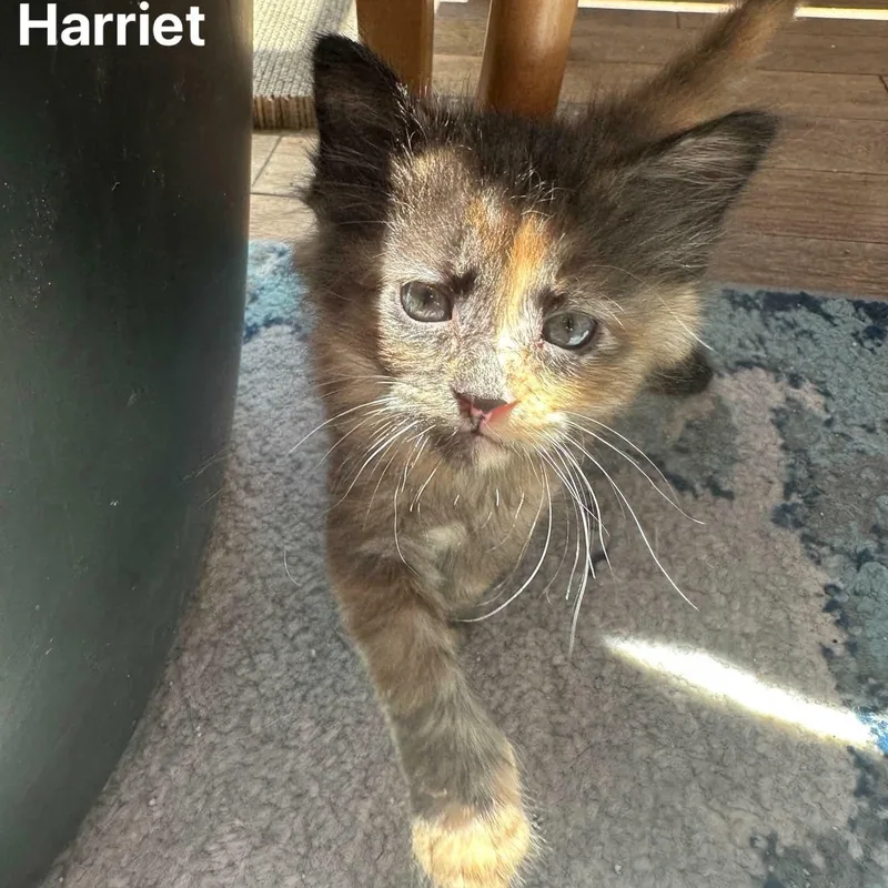 Harriet