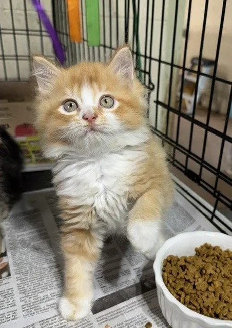 A young medium-sized male Orange & White Domestic Long Hair cat named Colin Robinson for adoption in Apollo, PA