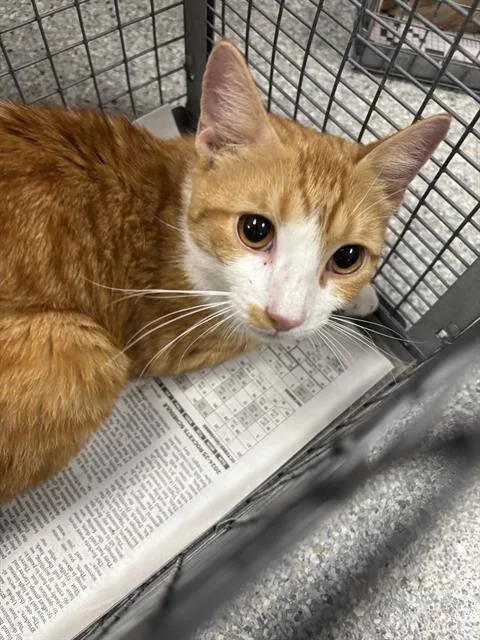 A young large-sized male Domestic Medium Hair cat named Angel for adoption in Pasadena, TX