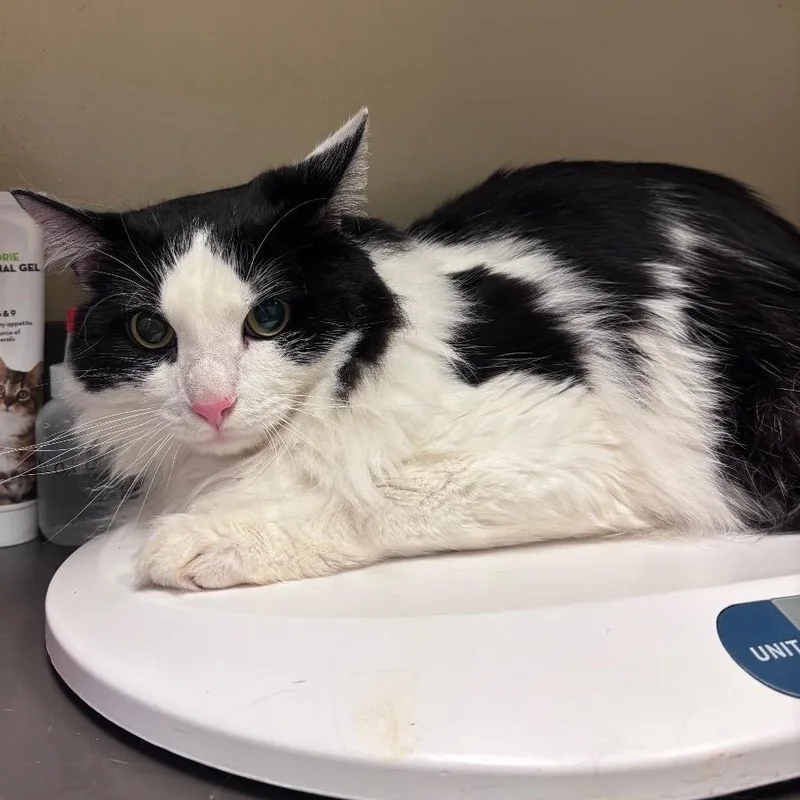 An adult large-sized female Black Domestic Medium Hair cat named Straybuenavistaroad"pumbaa" for adoption in Columbus, GA