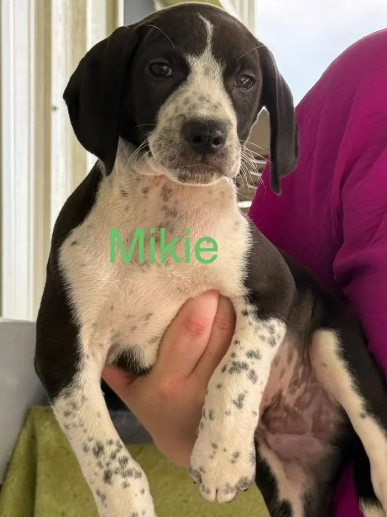 A baby medium-sized male Hound dog named Mikie for adoption in Saint Francisville, LA