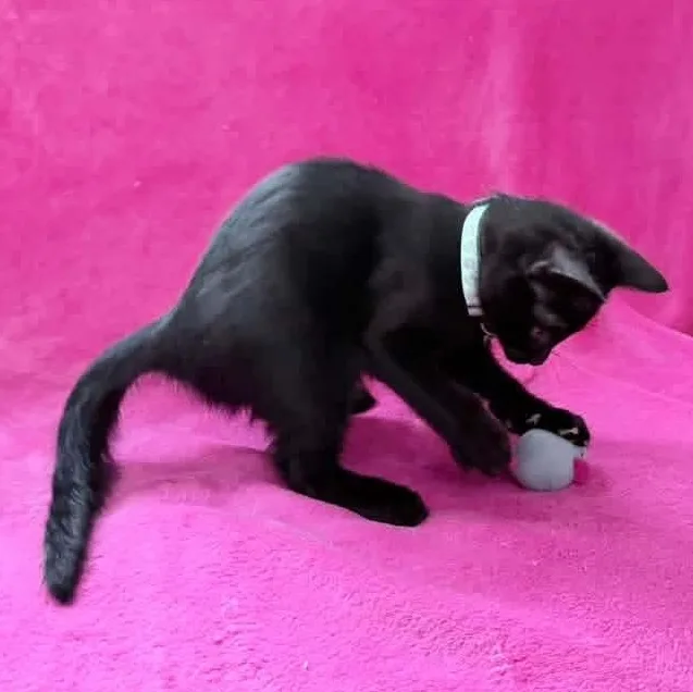 A baby medium-sized male Black Domestic Short Hair cat named Pluto for adoption in Kentwood, MI