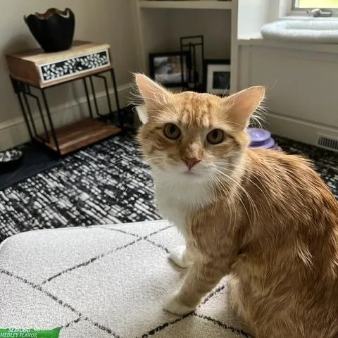 A young medium-sized male Tabby (Orange / Red) Domestic Long Hair cat named Sullivan for adoption in Farmington, MN